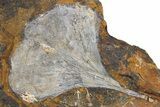 Two Fossil Ginkgo Leaves From North Dakota - Paleocene #262613-1